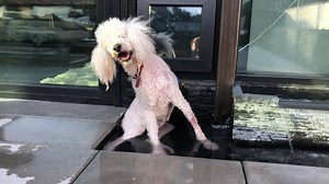 10K views · 219 reactions | URGENT UPDATE FROM SCOTT: Several people...