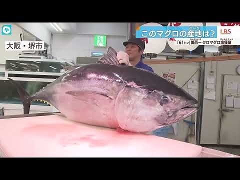 獲れた！300キロ級‼️マグロの王様「クロマグロ」 関西一の産地を求めて…カニもブリも旬の○○【数字博物誌】