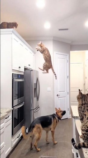 Les 5 chats les plus grands