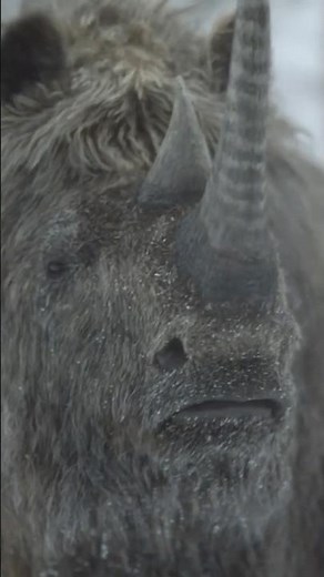 Even grandma can run 20 miles per hour. #PrehistoricPlanetIceAge