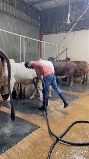 The shepherd regularly clean the cow dung with water | Bulls take care
