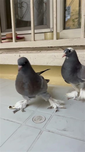 Kaçak Ala Yavrular #shorts