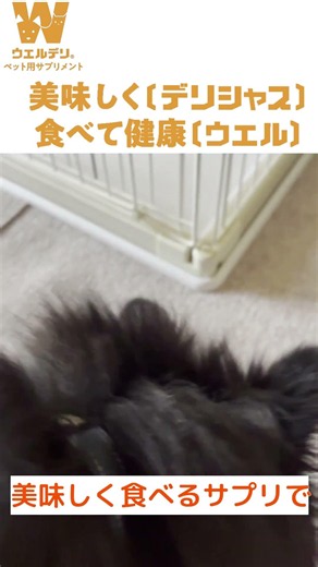 ルーク君、8歳は免疫ケアはじめました ～美味しく食べて、健康に～ #ペット用サプリメント #犬のいる暮らし #ウエルデリ免疫サポート