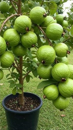 A new idea for propagating guava trees from guava fruits to produce fruit faster.#grow #grafting
