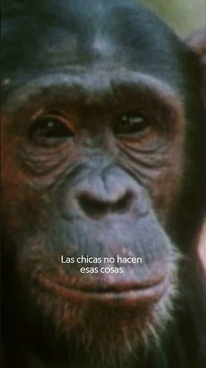 La etóloga y naturalista Jane Goodall nos cuenta su historia ❤️🦍 | NATIONAL GEOGRAPHIC ESPAÑA
