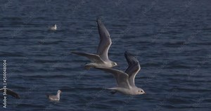 Gulls acrobatic flying jostling mid air slow motion