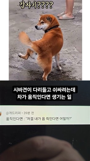 시바견이 다리들고 쉬싸려는데 차가 움직인다면 생기는 일 #SHORTS