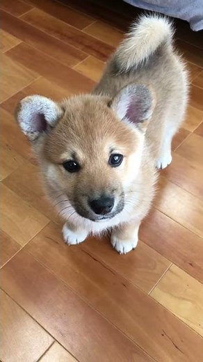 【伏せが反抗的 】 生後3か月 柴犬とコーギーのミックス シバーギーのイナリです