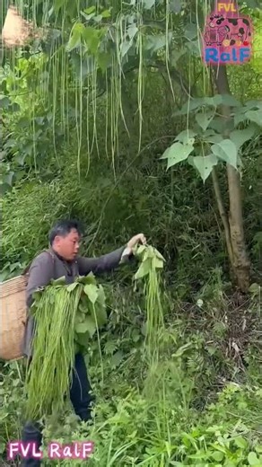 The fruit of the catalpa tree is a linear capsule, which is a traditional Chinese medicinal material