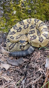 What a beauty! This lovely black-tailed rattlesnake was a highlight of my Arizona trip last year. It was near highlighter yellow in person with a fantastic contrast with its stripes and markings. These snakes are a fantastic example of everything we love about rattlesnakes and it’s always a joy to come across ones as beautiful as this. As always don’t replicate or otherwise copy my content as I have over a decade experience with venomous snakes and although I may make it look easy, it is most de