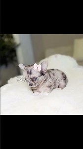 Meet Rosie! 🐶💙 Tiny Silver Merle Chihuahua Puppy | Fully Vaccinated & Microchipped | #685261