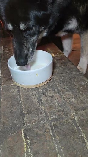 Enhances Meal Flavor & Hydration: Creamy texture that increases meal moisture, enticing pets to