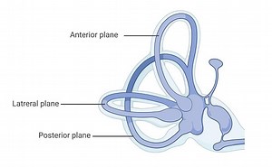 Hearing and Balance as Functions of the Ear | LC Biology