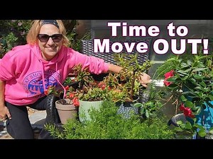 Prepping Overwintered Plants for Going Outside | Getting Free Begonias, Coleus & Asparagus Fern