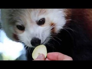 Nepalese Red Panda Fun Facts