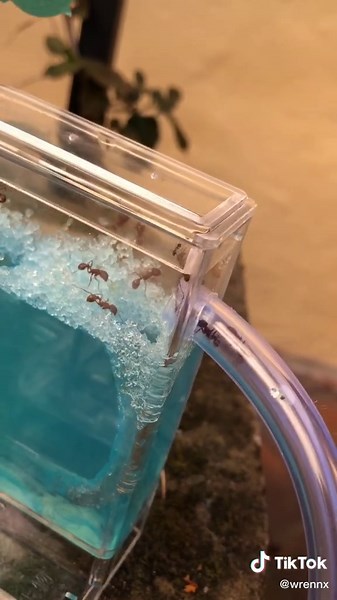 Exploring Ant Farms: A Guide for Beginners