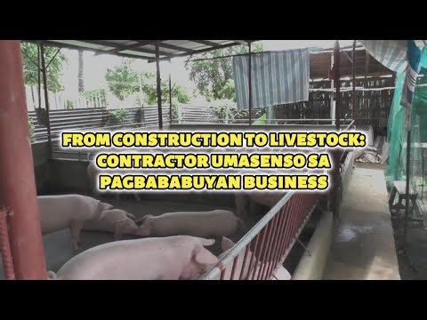 "From Construction to Livestock: Contractor Umasenso sa Pagbababuyan Business"