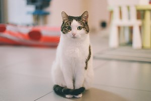 Study: Clicker training may help shelter cats get adopted »  Shelter Medicine Program » College of Veterinary Medicine » University of Florida