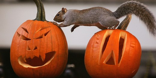How to stop squirrels, other critters from eating your pumpkins