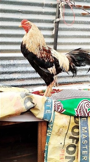 #aseelmurga 💪 fighter shock #🫨 #assel 😲 #totalgaming