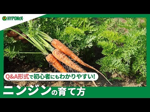 ☘118:【Q&A】ニンジンの育て方｜発芽の成功のカギを握る種まき、おいしく収穫するためのコツや、間引きや土寄せなどもご紹介 【PlantiaQ&A】植物の情報、育て方をQ&A形式でご紹介