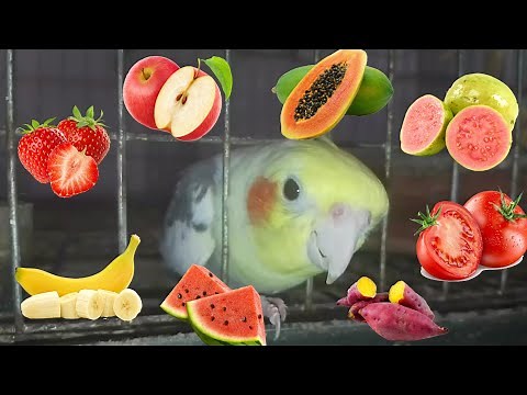 20 Suitable Fruit and Vegetables For Cockatiel bird| Safe fruits list for cockatiel birds in English