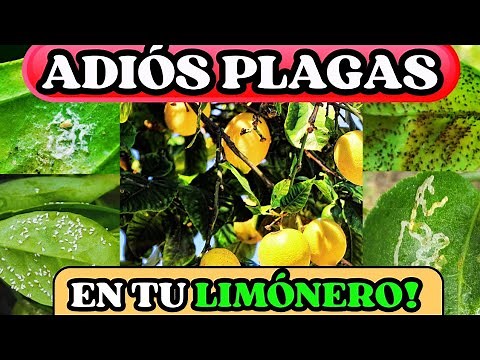3 Pests that attack your lemon tree and how to eliminate them easily 🦟🍋