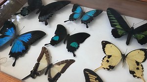 Conservation efforts take center stage at Norfolk's Butterfly Festival