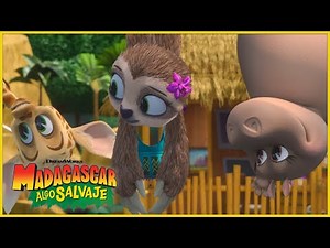 Día de los perezosos en el zoológico 🦥 | DreamWorks Madagascar en Español Latino