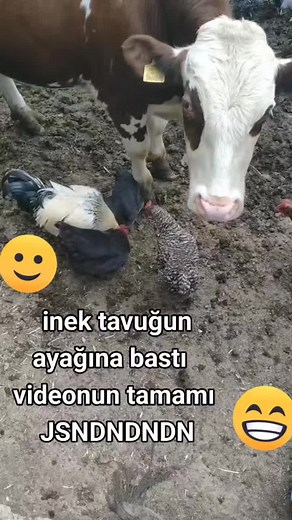 Curious Cow and Chicken Interaction in the Mud