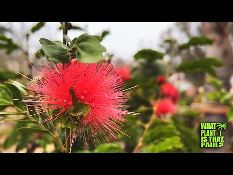 Red powder puff (Calliandra haematocephala) / Raspberry-like flower buds / No insect problems