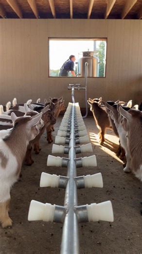 Baby Goats Drinking Milk Together | Adorable Goat Feeding Moment