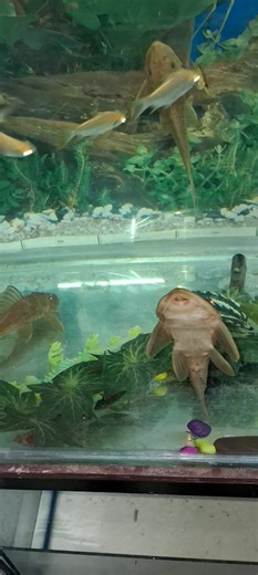 Crocodile fish #reel #viral #fish #pets #facebook #fb | Fish Aquariun Turtle