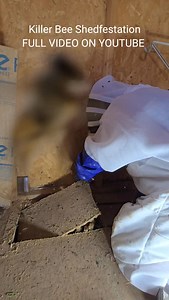 24K views · 842 reactions | Huge Shed Hive #killerbeeguy #invasivespecies #killerbee #honeybee | Killer Bee Guy | Facebook