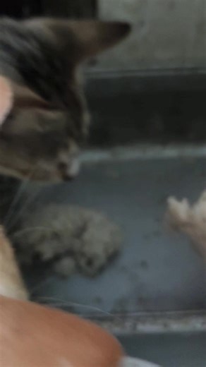 makan Eca Eci Ecot dan kawan kawan | Kreator Turki