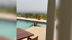 Home surveillance video captures a much anticipated pool-invader's return after the devastating Eaton Fire. | Cape Cod Times