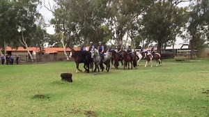 4.5K views · 142 reactions | Watch the incredible police horses training with the pipe band in preparation for ANZAC Day. | ABC Perth | Facebook