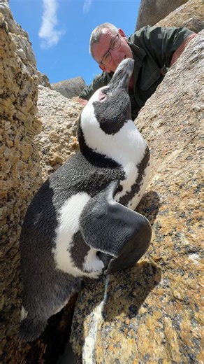 The amazing African Penguin has incredible adaptations - look at his beak, his wings and even his feathers! Wow! 🤩🐧 | Ivan Carter