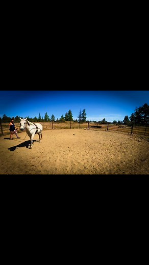 📸🐴 Long lining is one of those behind-the-scenes magic moments that helps set a horse up for success under saddle — and it starts safely on the ground. Remember our post about the surcingle? That handy tool helps keep long lines in place and introduces the feel of tack without the weight of a rider. With long lining, we help our horses learn to steer, stop, and respond to pressure — all without leaving the ground. Think of it as Driver’s Ed for horses: they get to learn the basics of direction