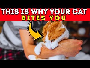 Why Your Cat Bites You — The Real Science Behind Feline Aggression 😼