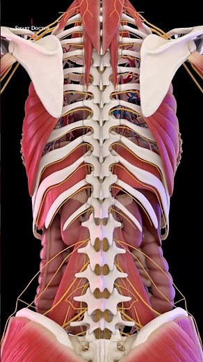 Power Behind Your Posture | The Deep Back System