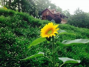 Mountain Mist Log Cabin Rental in the Ozark Mountains
