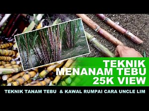 Teknik menanam tebu part 2 #pertanian