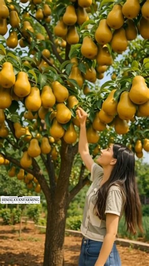 amazing pear harvesting #shorts