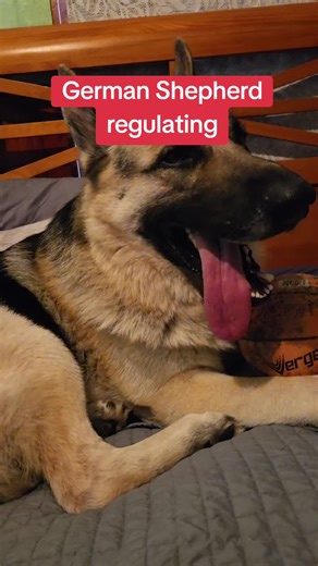 Panting doesn’t always mean stress. For German Shepherds, it often means the body settling back to calm. Follow along for more German Shepherd tips, facts, and adventures with Jagger and Finn.#GermanShepherd #DogBehavior #DogRegulation #CalmDog #ShepherdLife