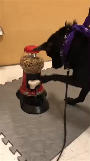 45K views · 223 reactions | Now that’s how you do tricks for treats  朗 Did you know that PetSmart offers trick and brain game classes for your pup?! @petsmartgeorgetown Checkout the classes offered here https://services.petsmart.com/training #petsmarttraining #anythingforpets | PetSmart | Facebook