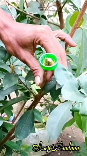 Trying a very easy air layering technique and using a used bottle #airlayering #craft #diy