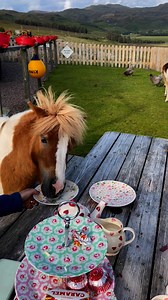 Underwater ceramic technician available for hire 🚰🧼🫧 | Clydesdales on the Croft