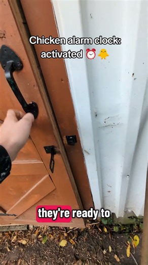 🌞 Waking Up the Chickens | Morning Coop Routine