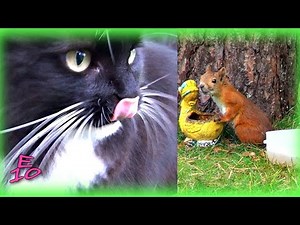 Peikko the Cat Chasing Squirrel...again!